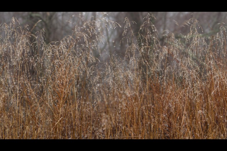 Panorama of dew
